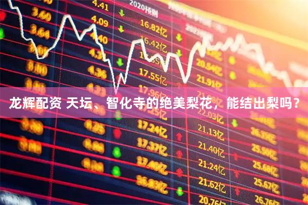龙辉配资 天坛、智化寺的绝美梨花，能结出梨吗？
